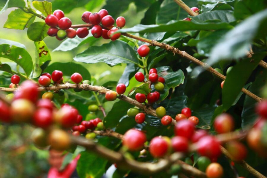 Pé de café
