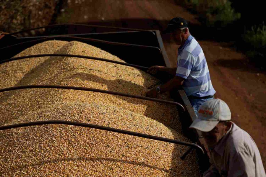 Pessoas mexendo em grãos de milho em um caminhão