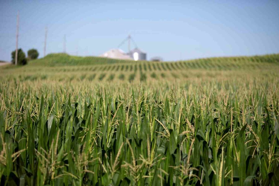 Campo de milho baixo e silos no fundo de produtores dos EUA
