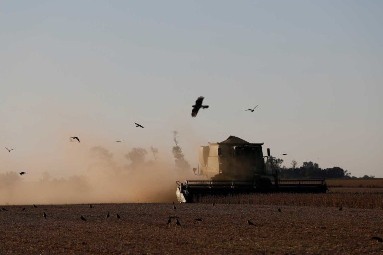 Trator colhe soja em campo com pássaros voando