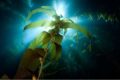 Por que as algas marinhas podem ser a super planta sustentável do futuro