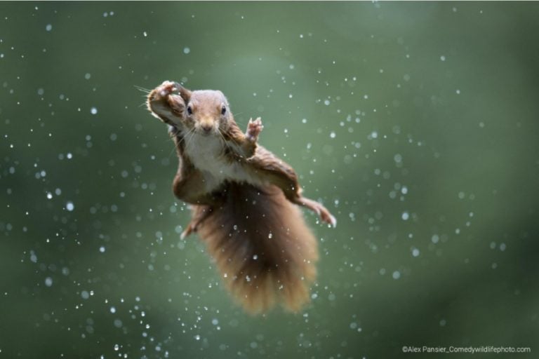 FOTO: ALEX PANSIER, HOLANDA - THE COMEDY WILDLIFE PHOTOGRAPHY AWARDS 2022