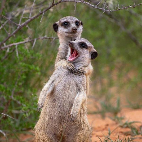 FOTO: EMMANUEL DO LINH, ÁFRICA DO SUL - THE COMEDY WILDLIFE PHOTOGRAPHY AWARDS 2022