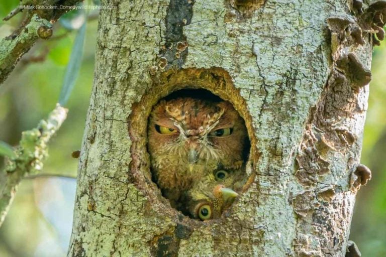 'Tight Fit!,' Altamente recomendado, Largo, FlóridaFOTO: MARK SCHOCKEN, EUA - THE COMEDY WILDLIFE PHOTOGRAPHY AWARDS 2022