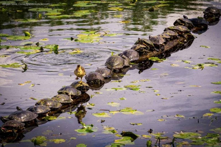 PHOTO: RYAN SIMS, EUA - THE COMEDY WILDLIFE PHOTOGRAPHY AWARDS 2022