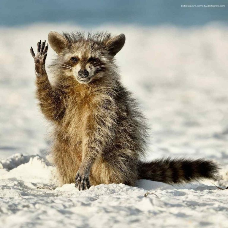 PHOTO: MIROSLAV SRB, CZECH REPUBLIC - THE COMEDY WILDLIFE PHOTOGRAPHY AWARDS 2022