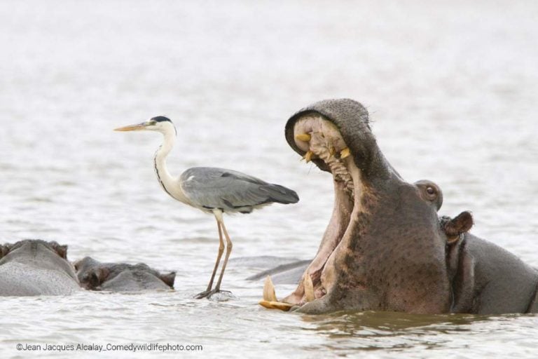 JEAN-JACQUES ALCALAY-MARCON, FRANCE - THE COMEDY WILDLIFE PHOTOGRAPHY AWARDS 2022