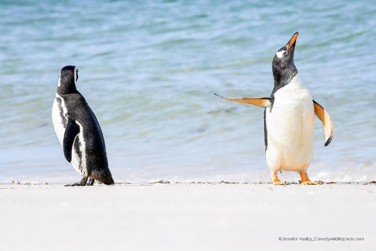 As imagens mais engra adas do mundo animal em 2022 Forbes