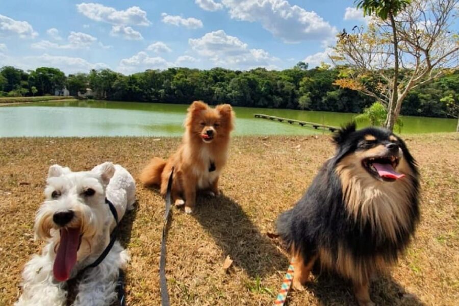 Divulgação/Malabo Pet Resort