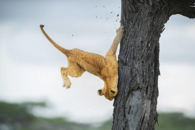 Divulgação/FOTO: JENNIFER HADLEY, EUA - THE COMEDY WILDLIFE PHOTOGRAPHY AWARDS 2022