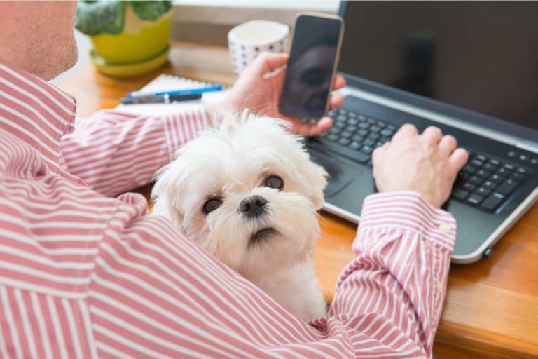 cachorro no colo do dono, que está trabalhando no computador