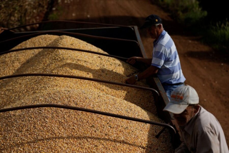 Agricultores em caminhão de milho