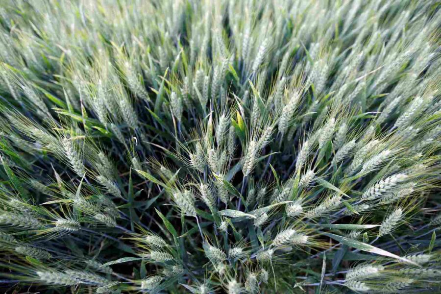 Lavoura de trigo próxima de Bordeaux, na França