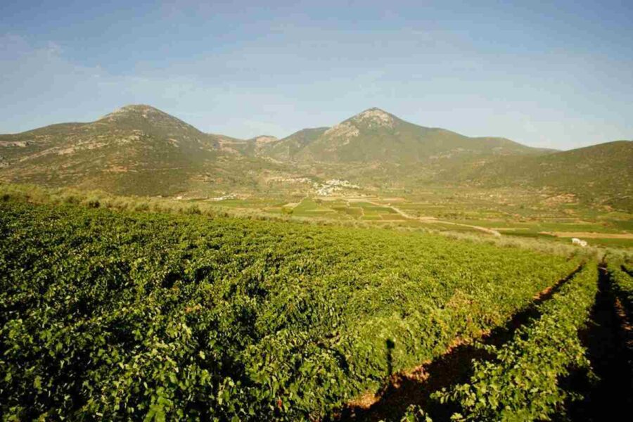 DivulgaçãoDOMAINE SKOURAS