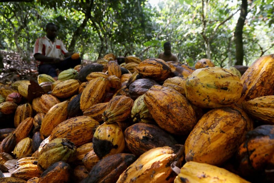 Cacau em uma fazenda em Soubre, Costa do Marfim, 6 de janeiro de 2021