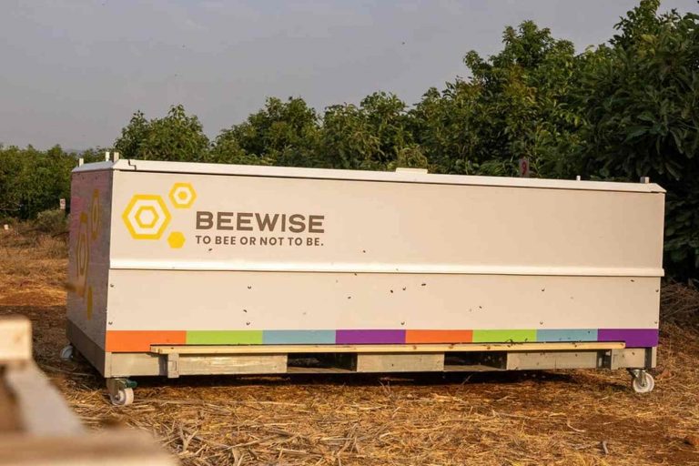 Beewise/Divulgação