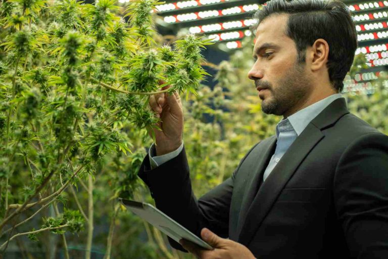 Homem vendo plantas de cannabis