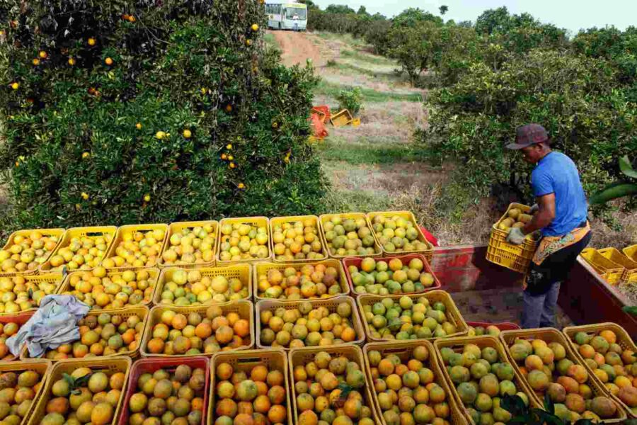 Pessoa carregando caminhão com laranjas