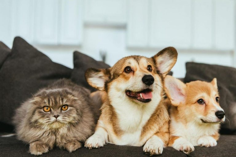 gato e cachorros no sofá