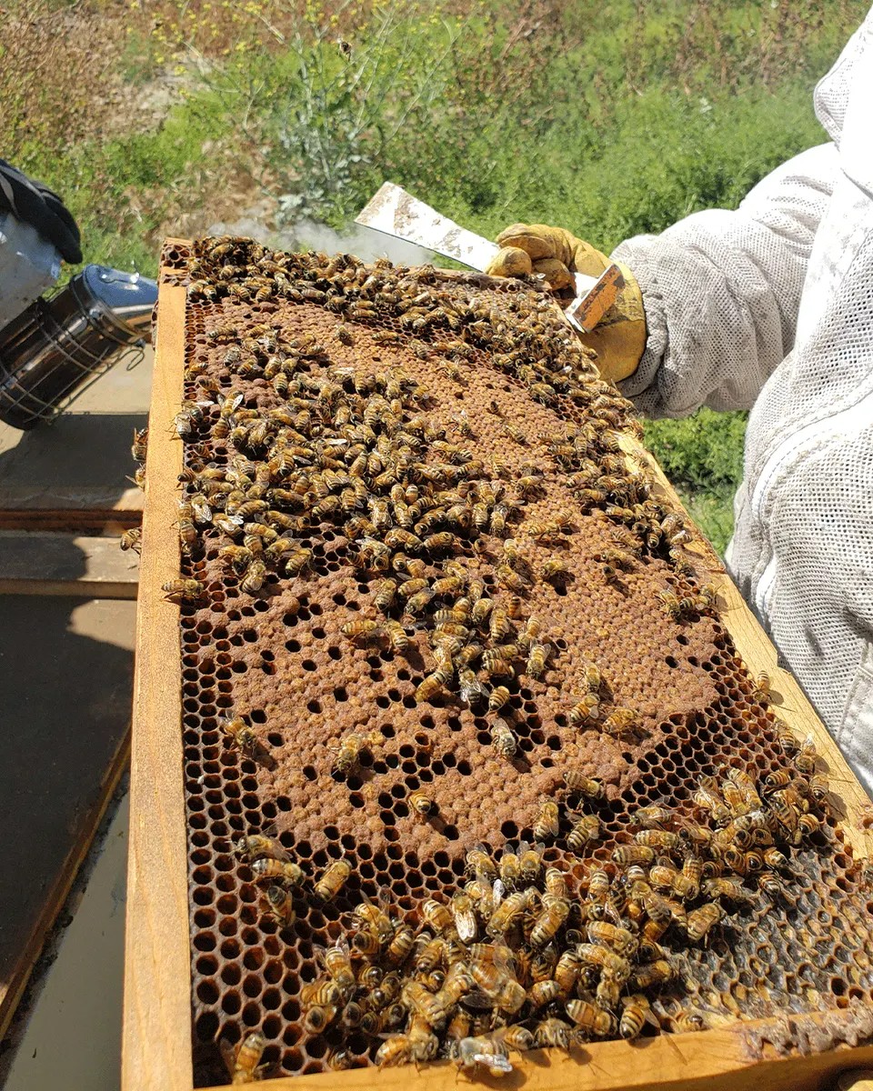 agricultor vê perdas após decisão do ibama sobre abelhas; syngenta reage