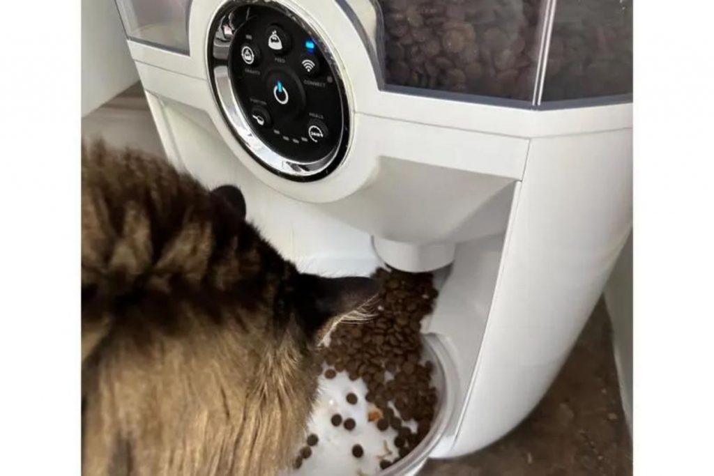 Robô coloca comida na medida certa para auxiliar dieta de gato e interage  com o felino: 'Mano! Vem comer papá bom', Fantástico