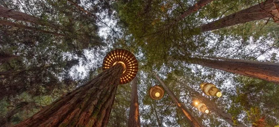 Descubra os Benefícios do Banho de Floresta para a Sua Saúde Mental