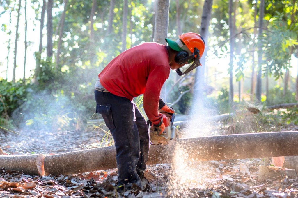 Produtor de mogno africano monta projeto para beneficiar madeira