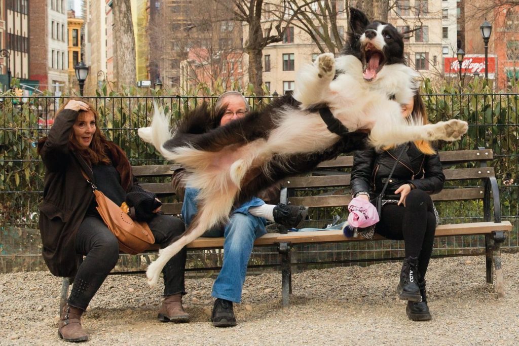 Pets mais engraçados: concurso elege melhores fotos - Forbes