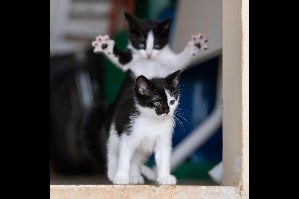 Morra de rir com os animais mais fofos e engraçados do mundo.