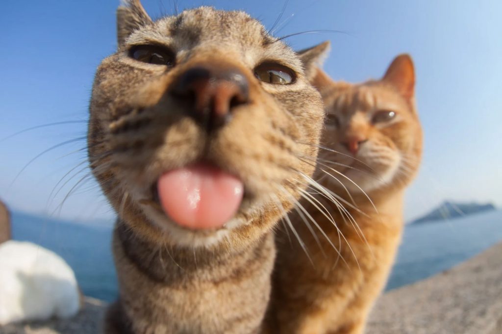 Pets mais engraçados: concurso elege melhores fotos - Forbes