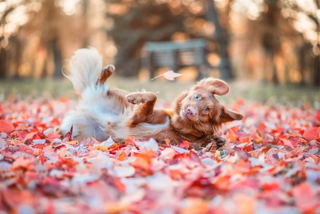 Pets mais engraçados: concurso elege melhores fotos - Forbes