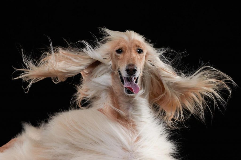 As fotos de pets mais engraçadas: veja finalistas de concurso - Forbes