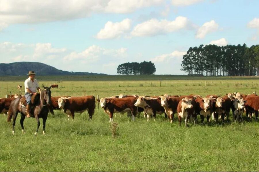 VerdeFarms/Divulgação