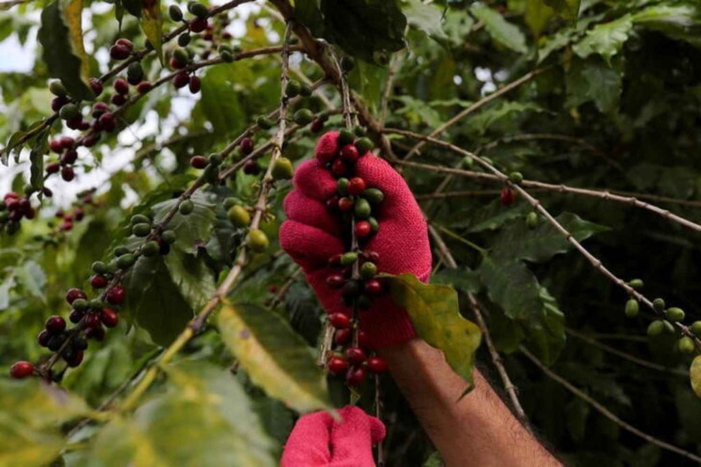 Café: Com foco nas chuvas do Brasil, arábica e conilon sobem nesta 2ª feira  - Amvac do Brasil