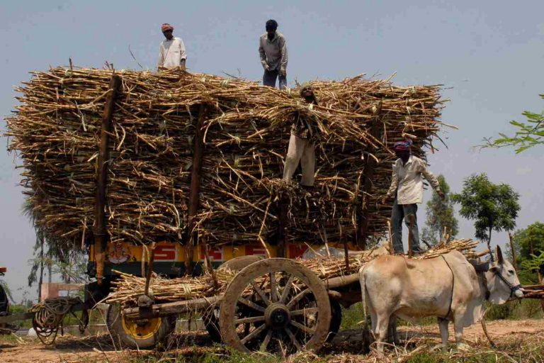 Trabalhadores carregam colheita de cana-de-açúcar na Índia