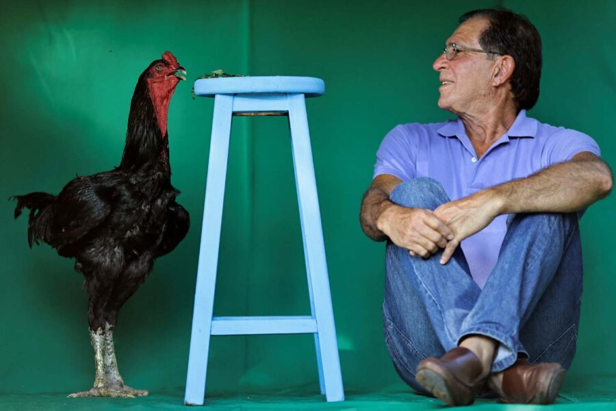 Homem ao lado de um galo gigante
