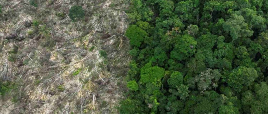 Tradings Avaliam Mudanças na Moratória da Soja na Amazônia