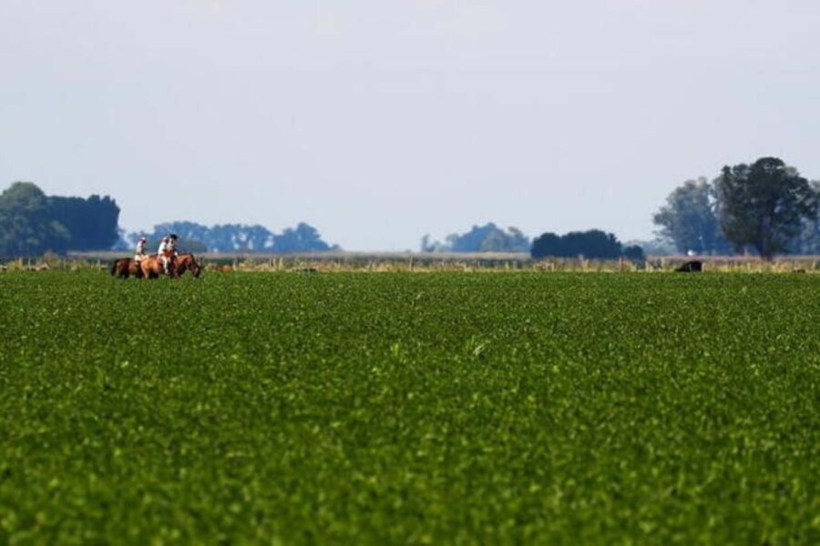 Lavoura de soja na Argentina