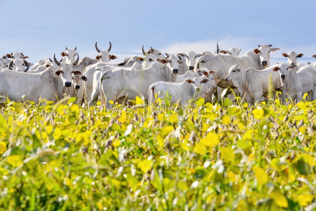 Lista da Forbes com bilionárias do agro Brasil impulsiona