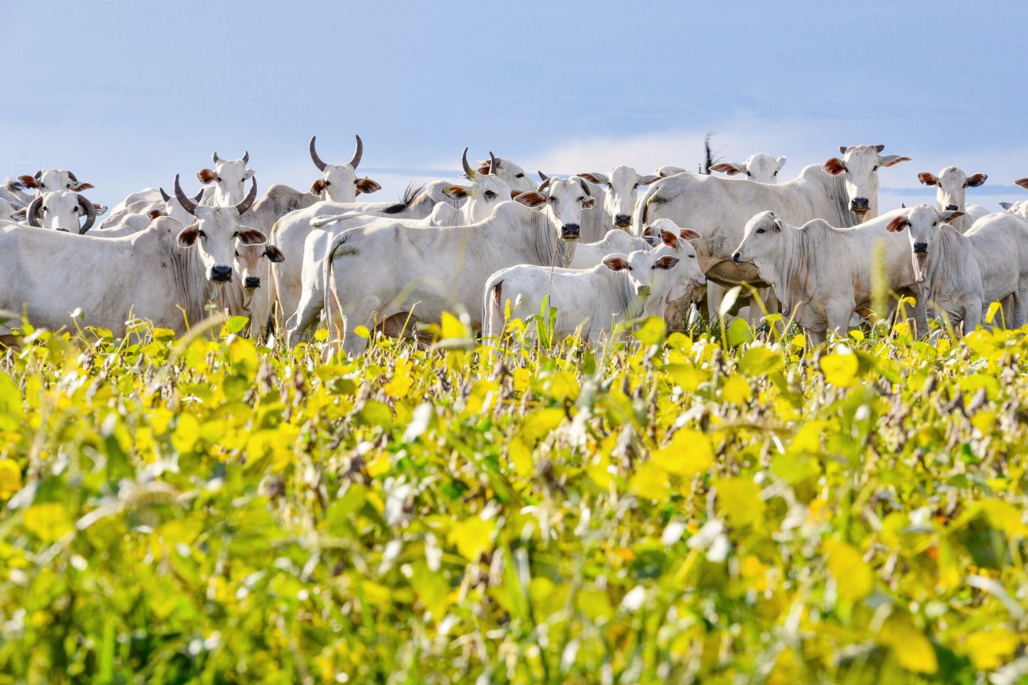 Clube Agro Brasil amplia seu programa de fidelidade - Forbes