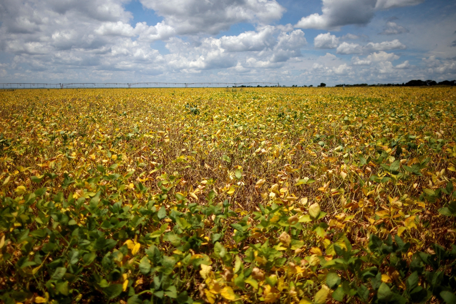 Lista da Forbes com bilionárias do agro Brasil impulsiona