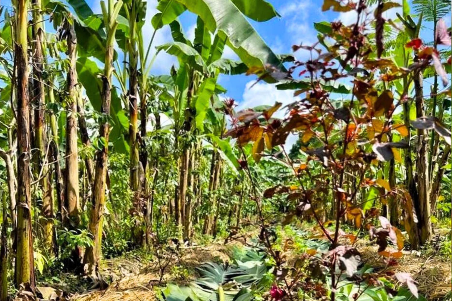 Lista da Forbes com bilionárias do agro Brasil impulsiona