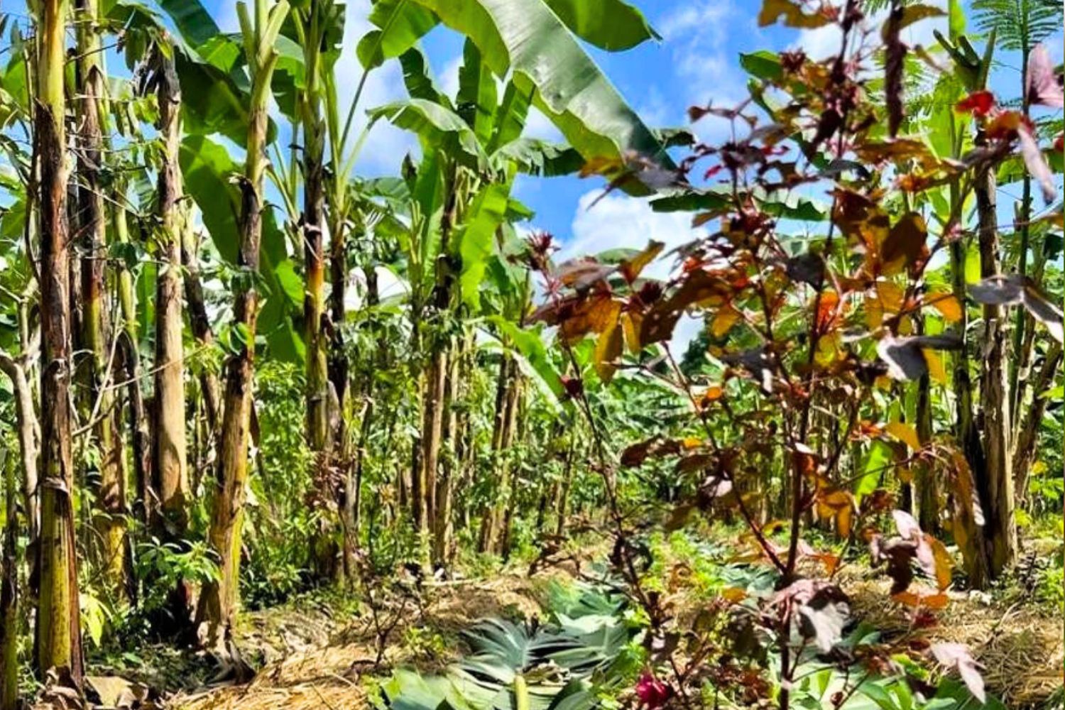 Com 105 mil produtores cadastrados, Clube Agro expande limites da  fidelização - AgFeed