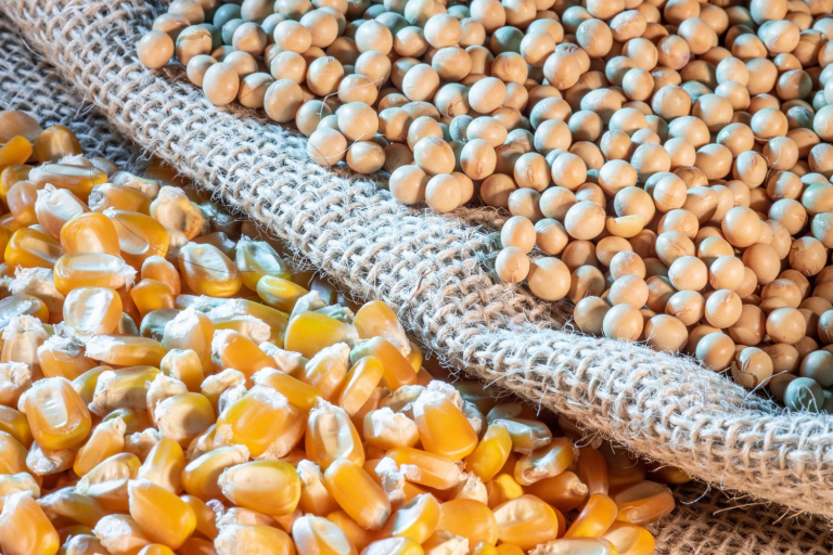 Brasil deve aumentar exportação de soja e vê recuo no milho, diz Anec - Foto: Alfribeiro/Guettyimages