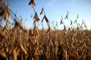 Plantação de soja em Carlos Casares, Argentina - Foto: Reuters