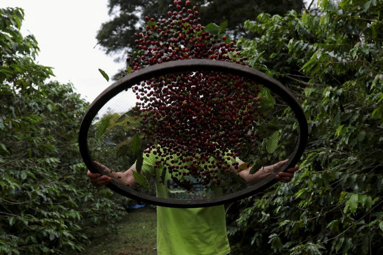 Peneira de café - Foto: Amanda Perobelli - Reuters