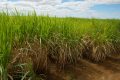 Plantação de Cana-de-açúcar - Foto: Wenderson Araújo/CNA