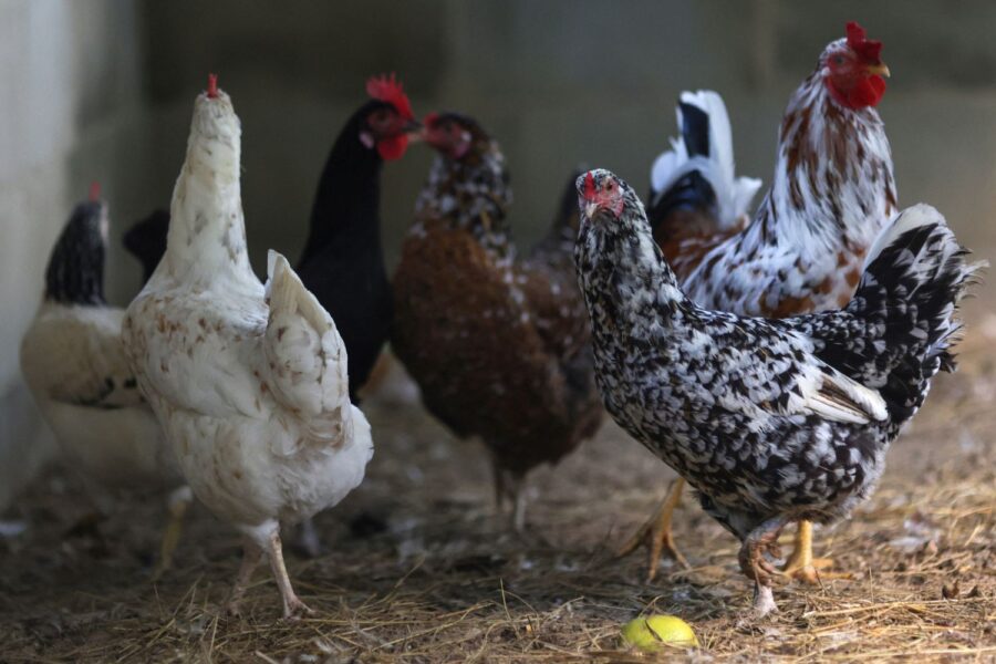 Galinhas andam dentro de um galinheiro em uma avicultura particular