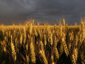 Campo de Soja - Foto: Rodolfo Buhrer / Reuters