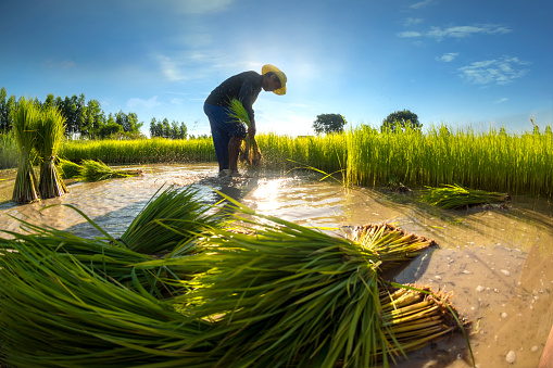China e Brasil, principais protagonistas no setor agrícola, podem liderar  critérios harmonizados para a agricultura sustentável